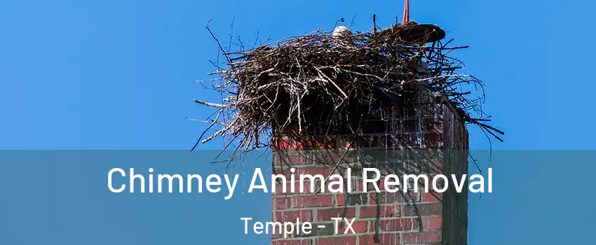 Chimney Animal Removal Temple - TX