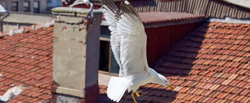 Residential Chimney Animal Removal Solution in Temple, TX