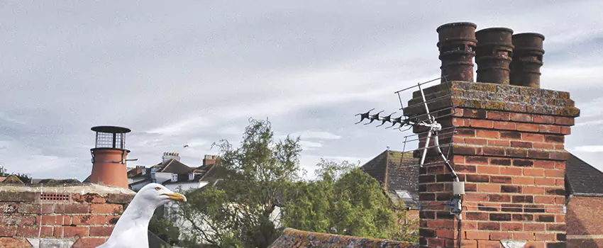 Chimney Cleaning And Restoration in Temple, Texas